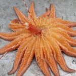 Gunnlaugson_hungry star