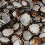 Clams
