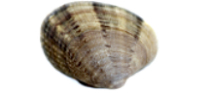Clam web