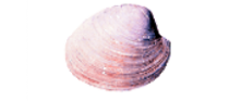 Hard clam web