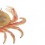 crab_dungeness_-_web