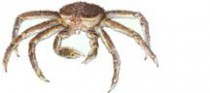 crab_king_ak_-_web