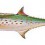 Mackerel - Credit: Wikimedia Commons - Public domain