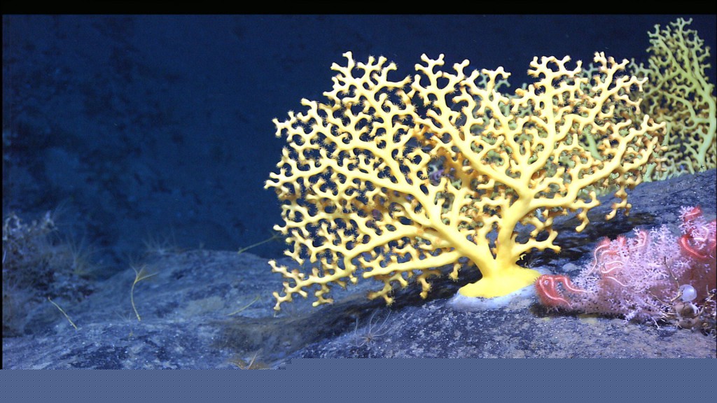 stony coral_NOAA_Department of Commerce