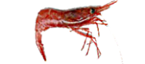 Pink Shrimp - Credit: Wikimedia Commons - Public domain