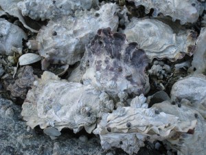 Oyster Bed