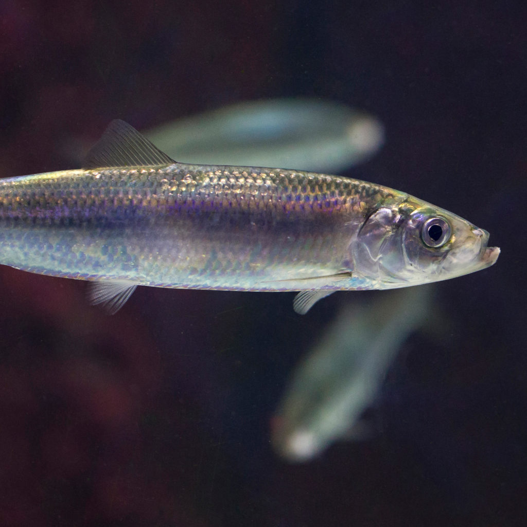 Atlantic Herring SeaChoice