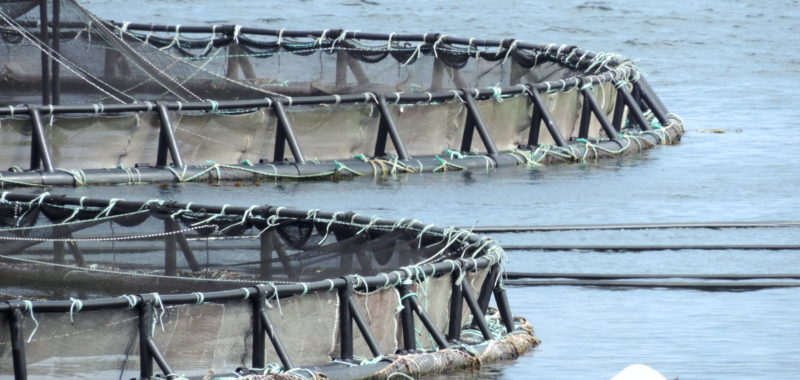 Photo: Kathaleen Milan and Ron Neufeld, open-net pen aquaculture in NS