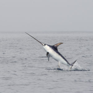 Photo: Pierre Jaquet, Swordfish