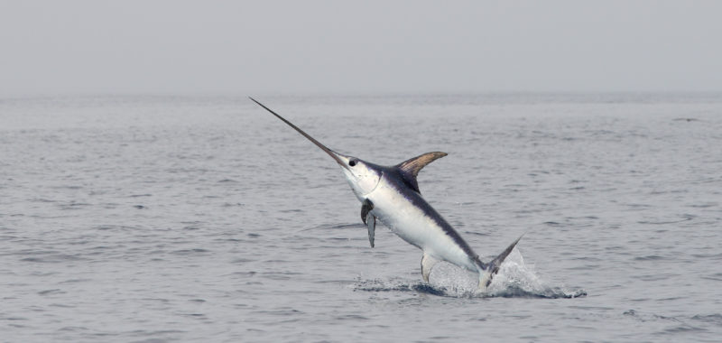 Photo: Pierre Jaquet, Swordfish