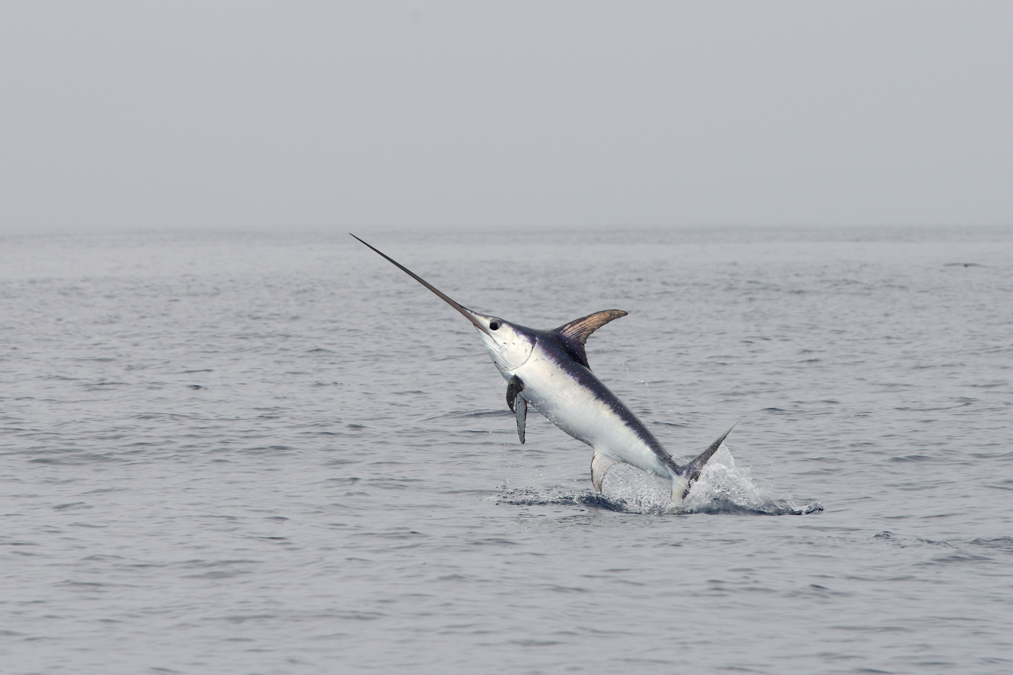 Atlantic Swordfish - SeaChoice