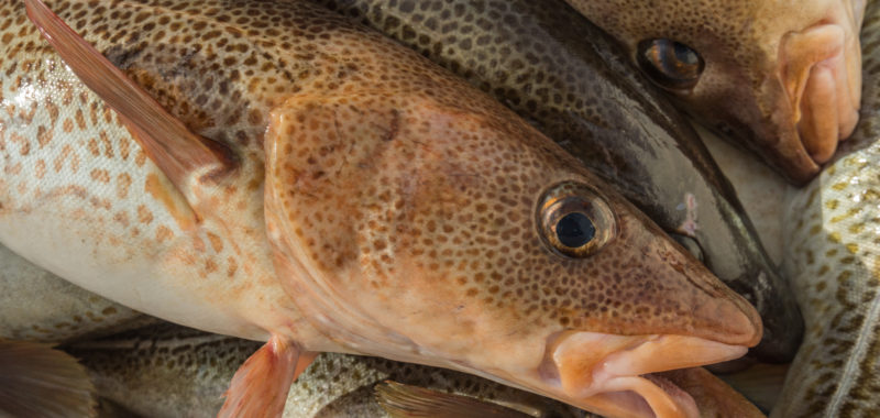 Photo: Nick Hawkins, Cod fish