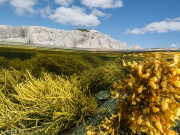 Photo: Nick Hawkins, Borgle's Island, Nova Scotia