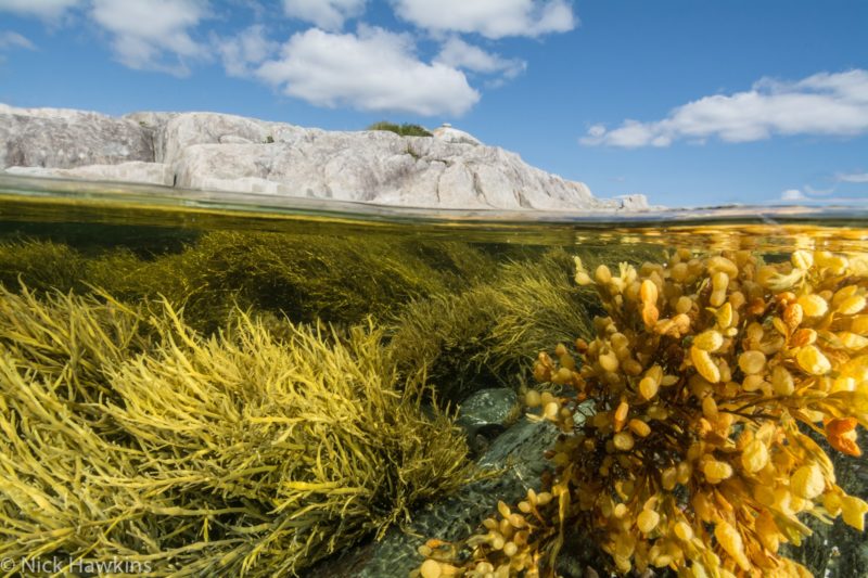 Photo: Nick Hawkins, Borgle's Island, Nova Scotia