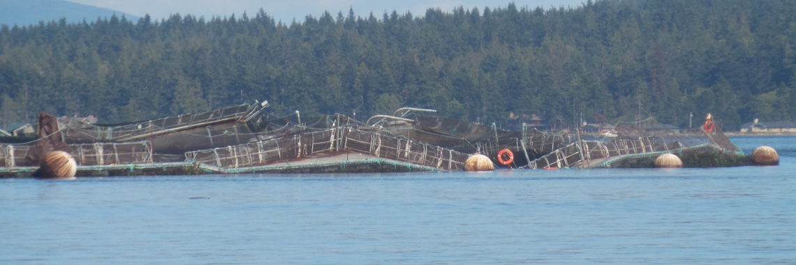 Photo: WA State Dept Natural Resources, aquaculture fish escape