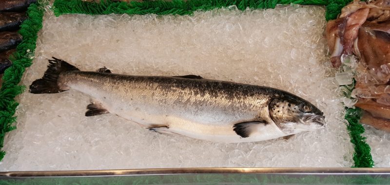 Atlantic salmon