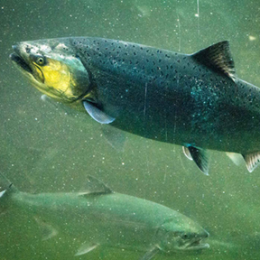 Photo: Ingrid Taylar (Flickr CC BY-NC 2.0), Chinook Salmon