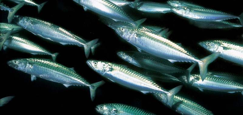Photo: Erling Svensen, Atlantic mackerel