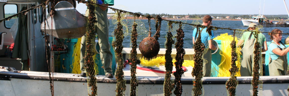 Photo: Colleen Turlo, mussel farm, PEI