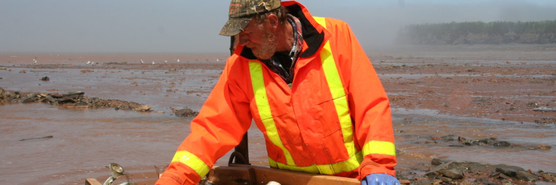 Photo: Colleen Turlo, Sorting weir-caught fish from the Bay of Fundy