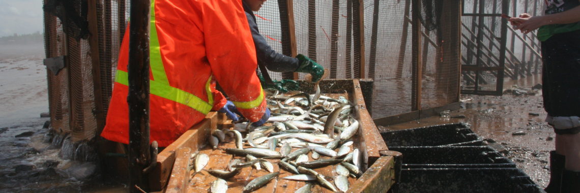 Photo: Colleen Turlo, Sorting weir-caught fish from the Bay of Fundy