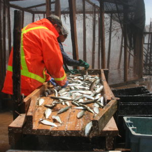 Photo: Colleen Turlo, Sorting weir-caught fish from the Bay of Fundy