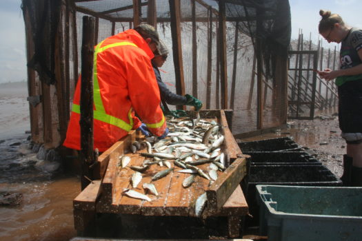 Photo: Colleen Turlo, Sorting weir-caught fish from the Bay of Fundy