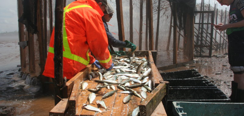 Photo: Colleen Turlo, Sorting weir-caught fish from the Bay of Fundy