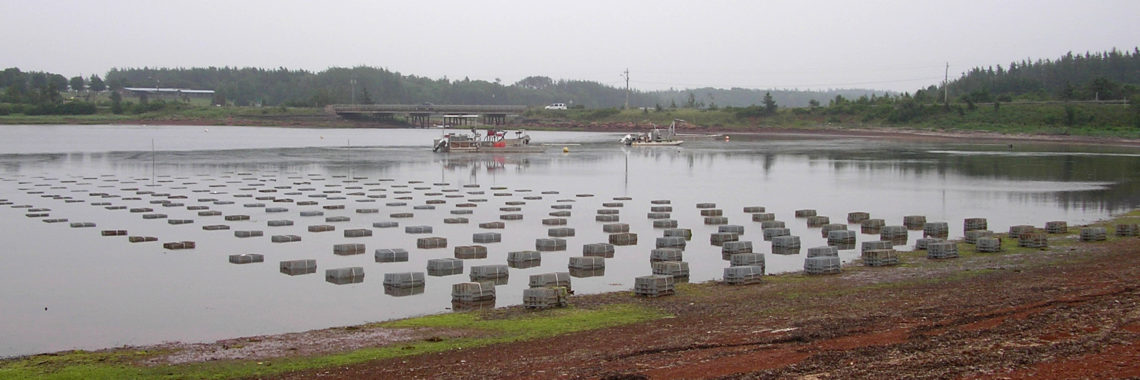 Photo: SantryIWikicommons, PEI Oyster Farm