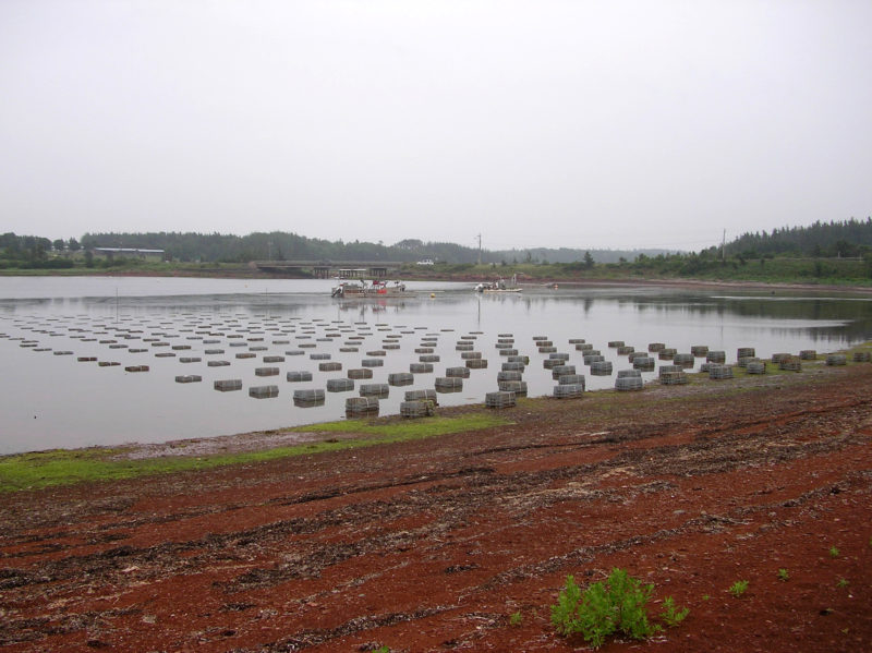 Photo: SantryIWikicommons, PEI Oyster Farm