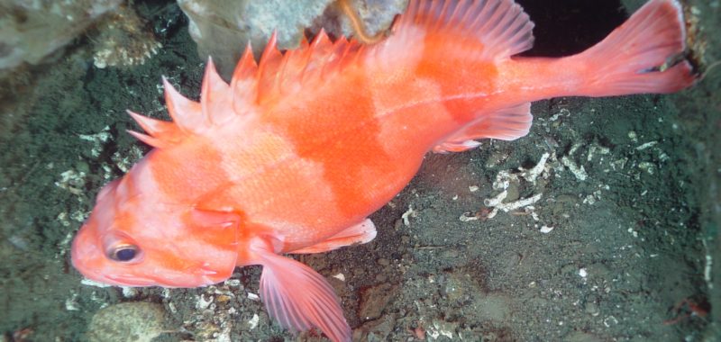 Redbanded rockfish