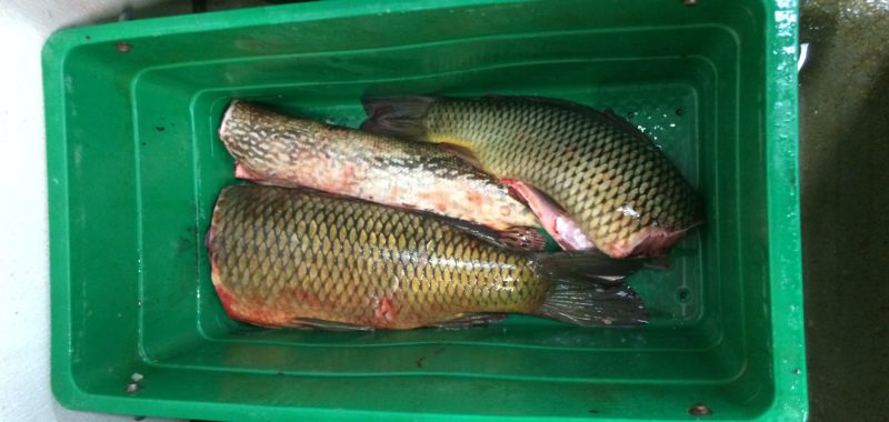 Photo: Scott Wallace, Manitoba Common Carp