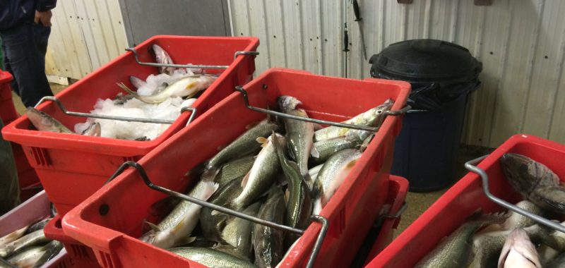 Photo: Scott Wallace, Manitoba fisheries - totes