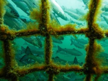 Photo: Tavish Campbell, open-net pen salmon farm underwater