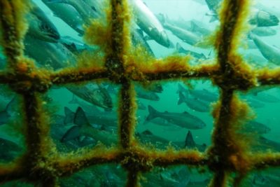 Photo: Tavish Campbell, open-net pen salmon farm underwater