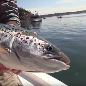 Photo: Washington Department of Fish and Wildlife, Escaped farmed salmon