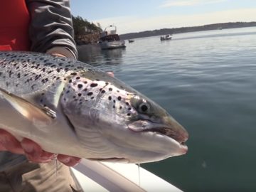 Photo: Washington Department of Fish and Wildlife, Escaped farmed salmon