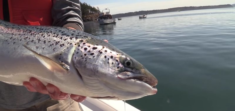 Photo: Washington Department of Fish and Wildlife, Escaped farmed salmon