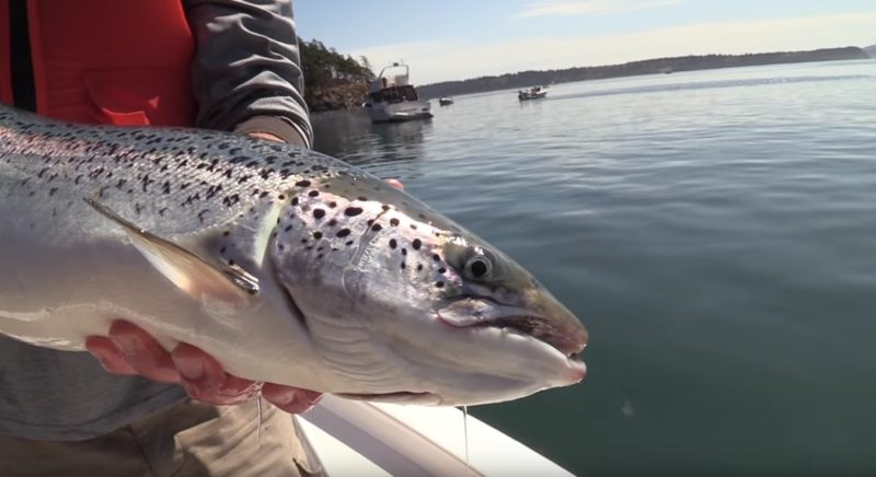 Photo: Washington Department of Fish and Wildlife, Escaped farmed salmon