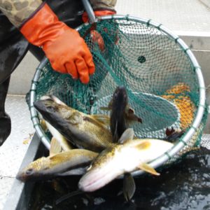 Photo: Wisconsin Department of Natural Resources, A net full of walleye