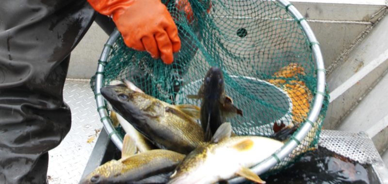 Photo: Wisconsin Department of Natural Resources, A net full of walleye