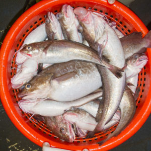 Photo: Claude Nozères, DFO, White Hake