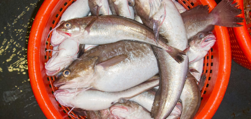 Photo: Claude Nozères, DFO, White Hake