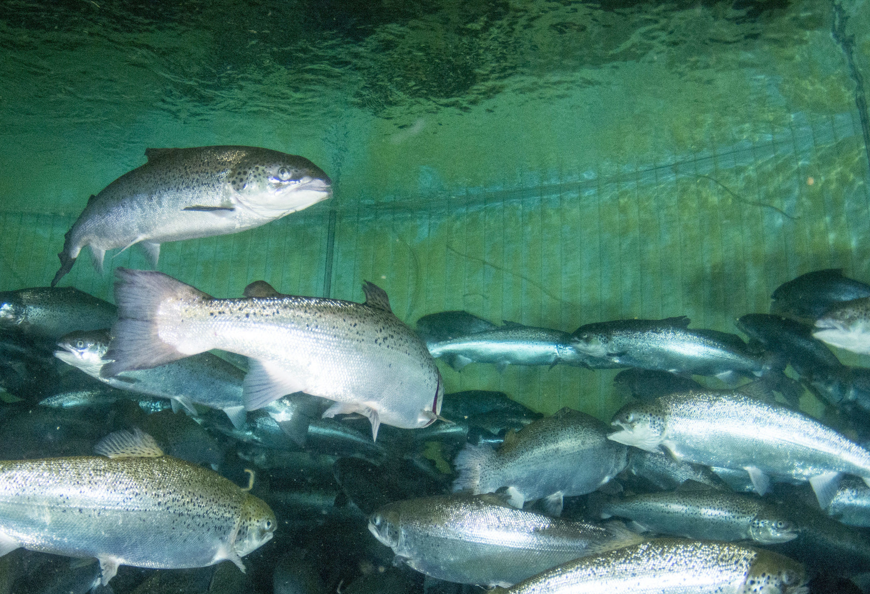 Let’s have an honest discussion about aquaculture