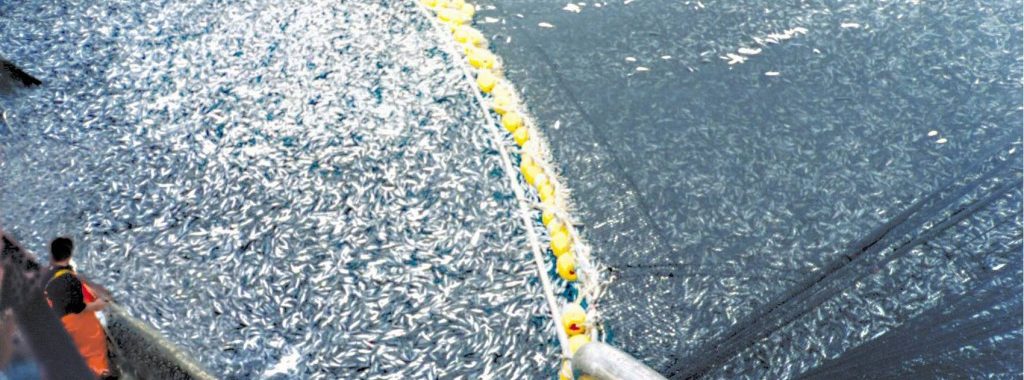 Photo: NOAA, overfishing thousands of pounds of jack mackerel