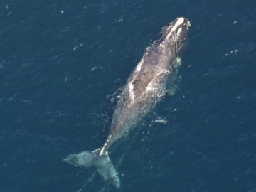 Photo: NOAA Photo Library, North Atlantic right whale