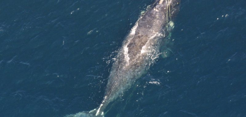 Photo: NOAA Photo Library, North Atlantic right whale