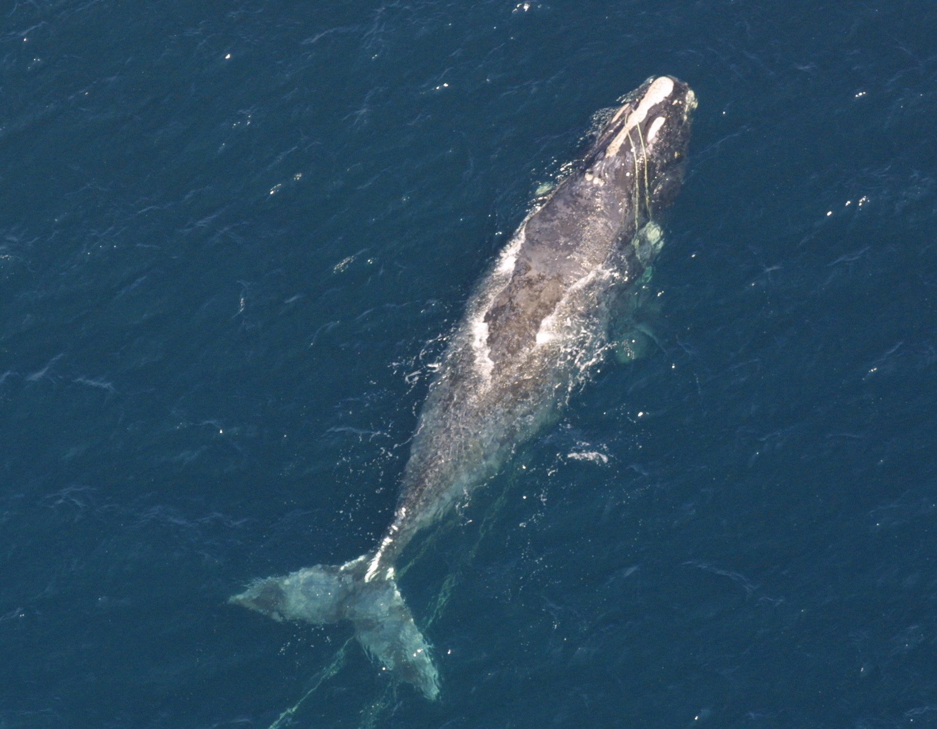 Protecting the endangered North Atlantic right whale