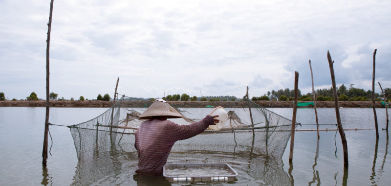 Shrimp farming in Aceh, Indonesia. Photo by Mike Lusmore/Duckrabbit, 2012.
