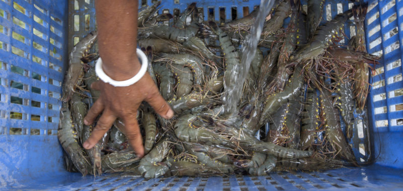 Woman washing shrimps, Khulna, Bangladesh. Photo by Yousuf Tushar.